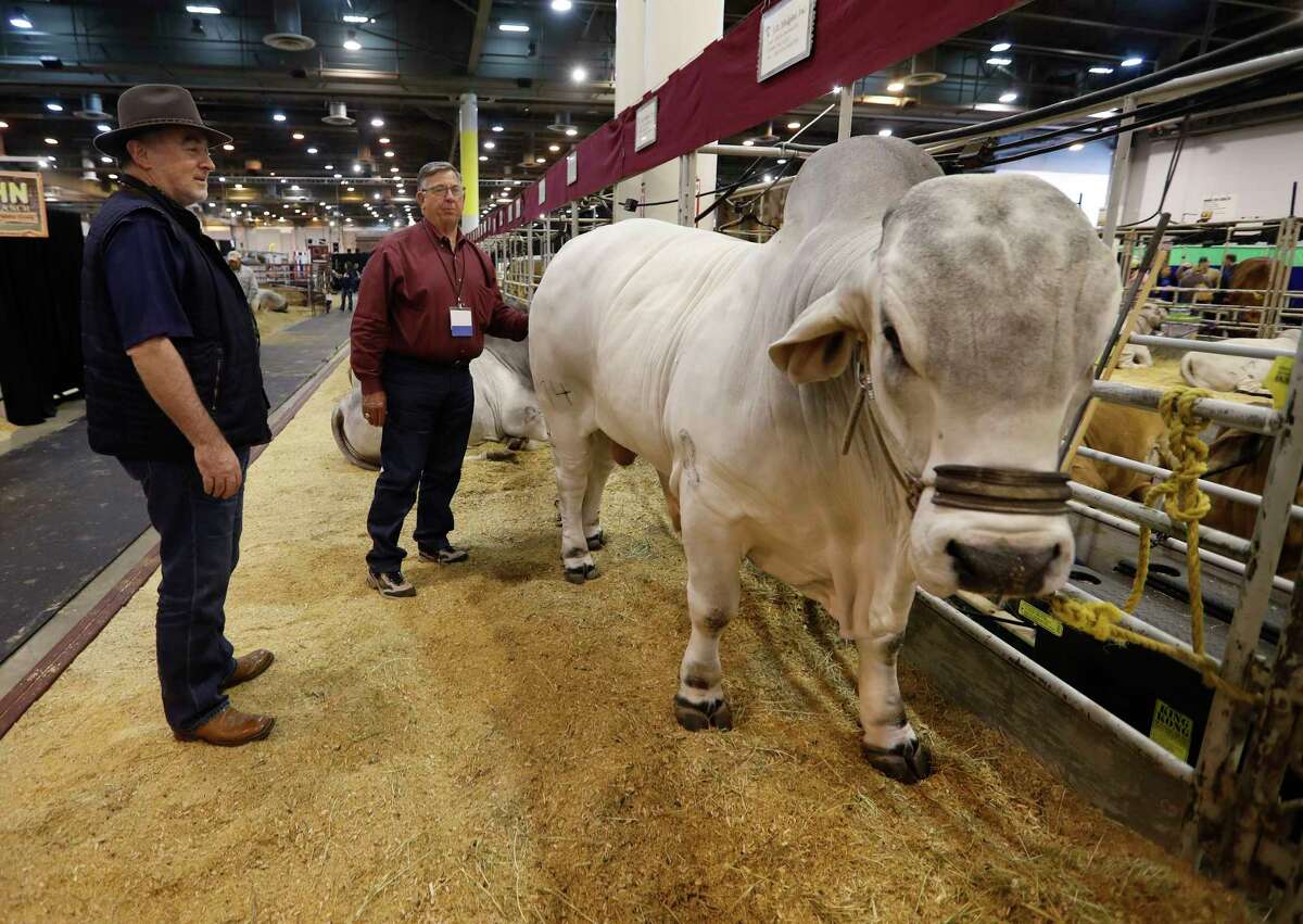 brahman cattle in texas