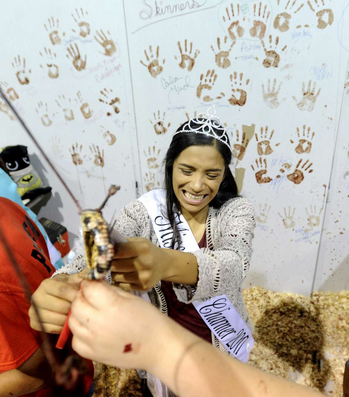 Miss Snake Charmer 2017, Annaliese Espinoza, 17, skins a snake during the 59th annual World's Largest Rattlesnake Roundup on Saturday, March 11, 2017, at the Nolan County Coliseum in Sweetwater, Texas.(Tommy Metthe/The Abilene Reporter-News via AP)