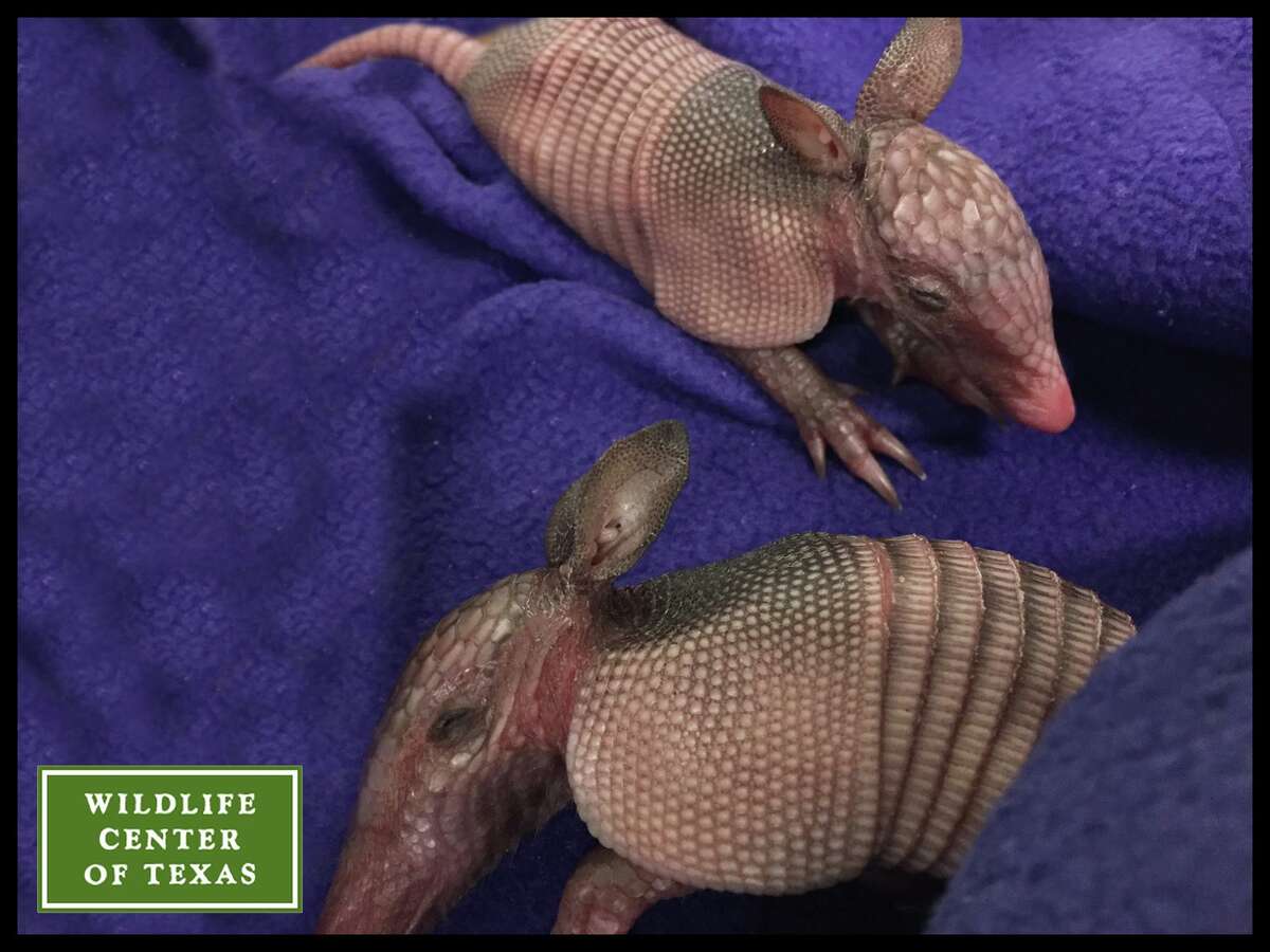 The Wildlife Center of Texas welcomed two "little armored ones" to their shelter this week when two baby armadillos got "washed up" in a storm.