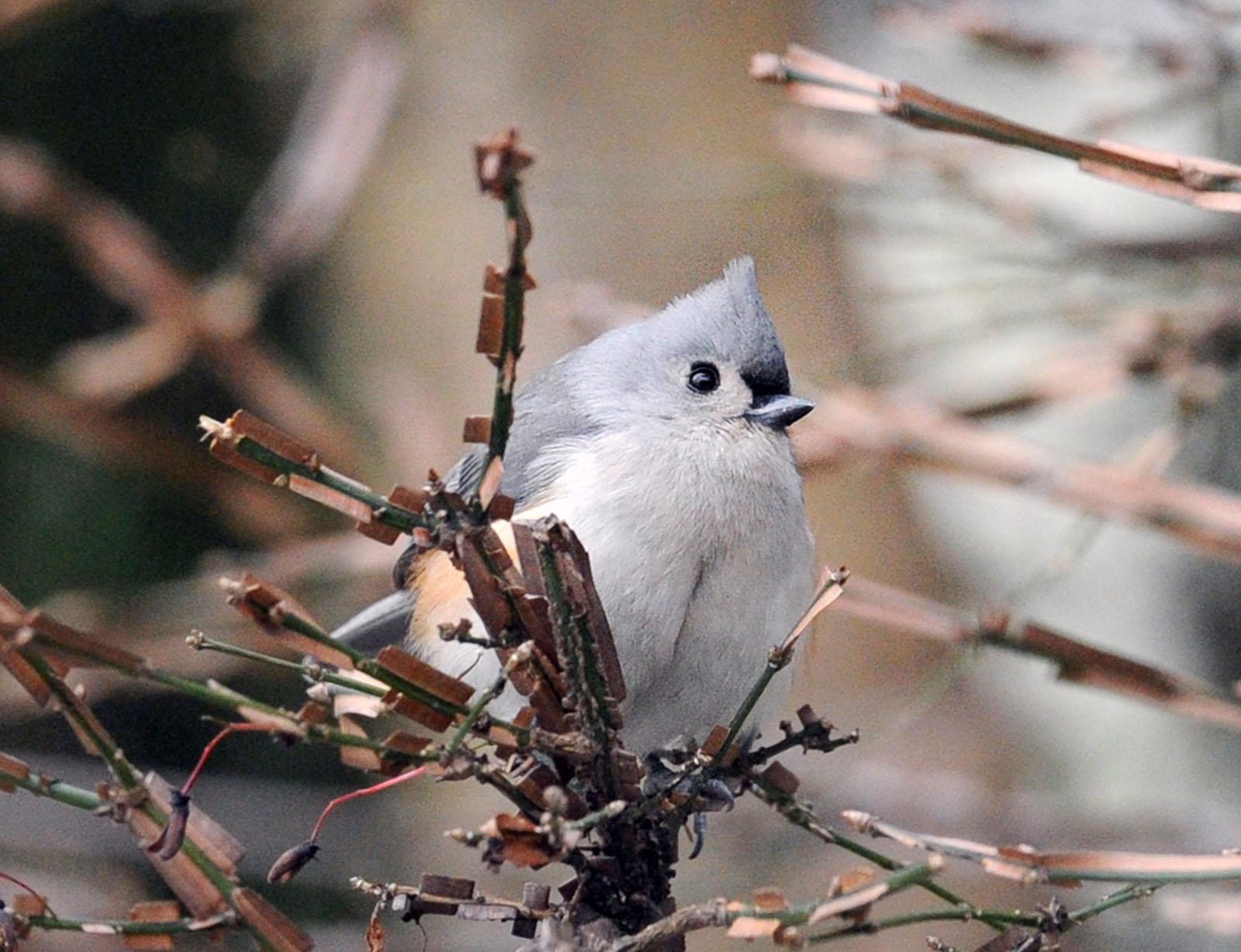 Greenwich Audubon database matches gardeners, droughtresistent plants by ZIP code