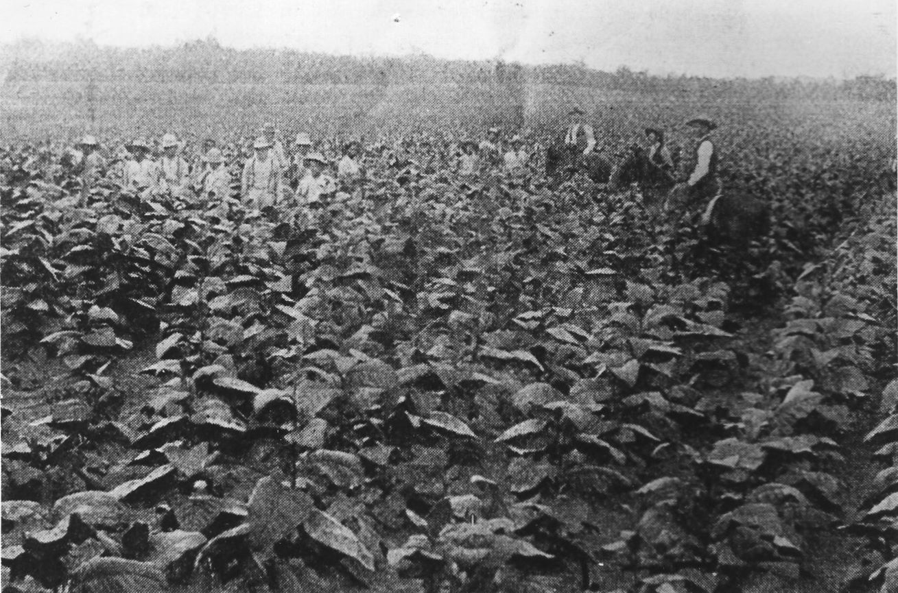 can i grow tobacco in texas Historians keep Willis tobacco farm memories alive