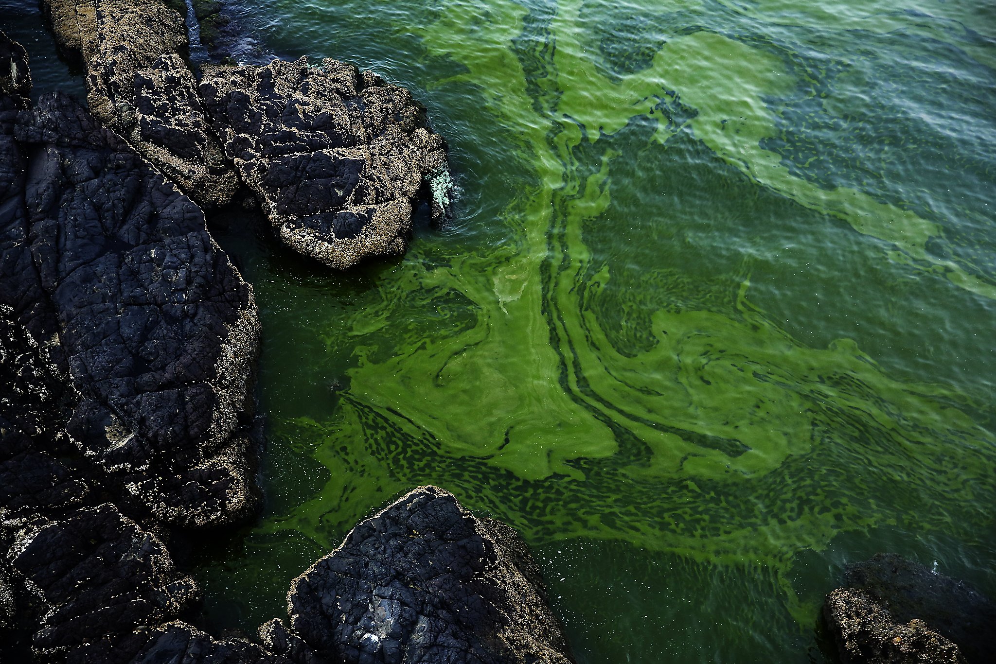 growing-algae-bloom-in-arabian-sea-tied-to-climate-change