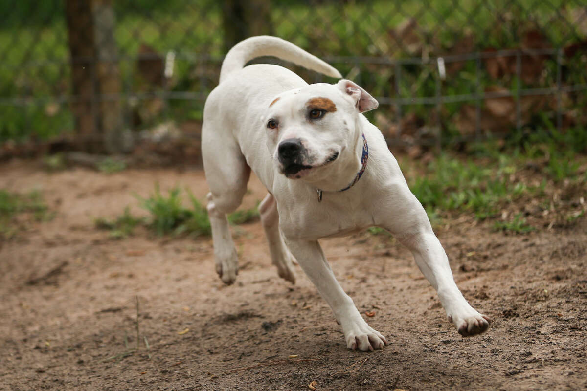 Boarding suites offer dogs fresh chance, temporary home