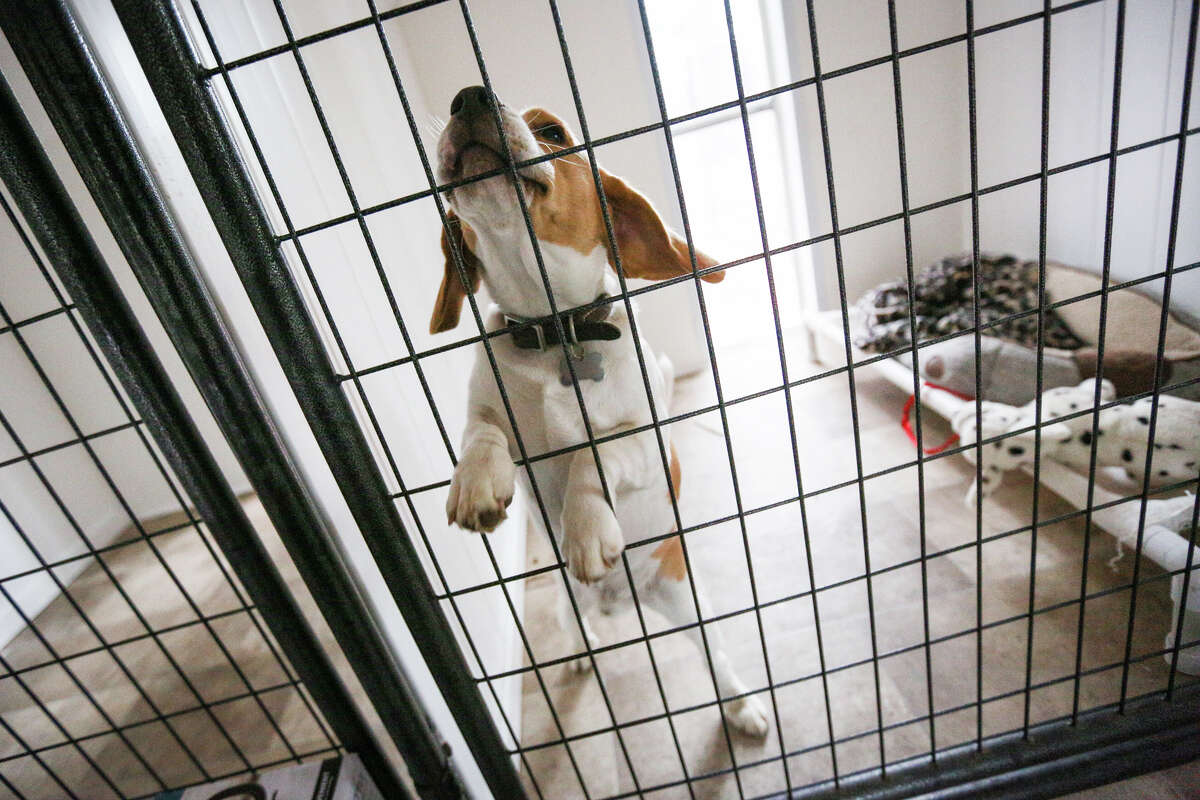 Boarding suites offer dogs fresh chance, temporary home