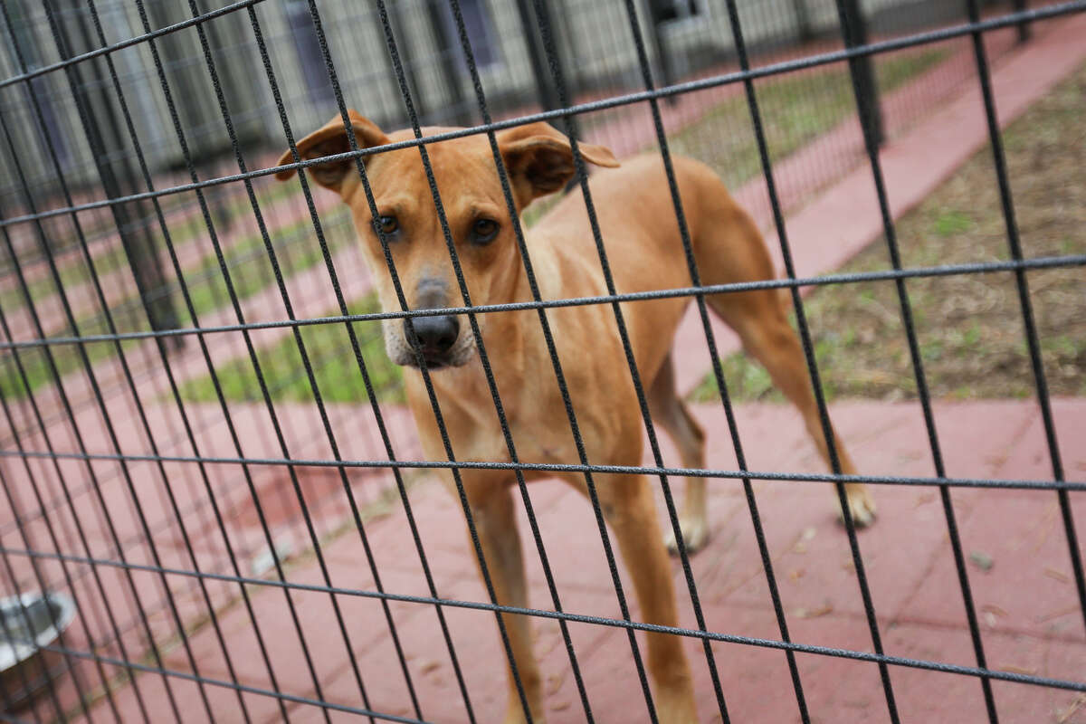 Boarding suites offer dogs fresh chance, temporary home