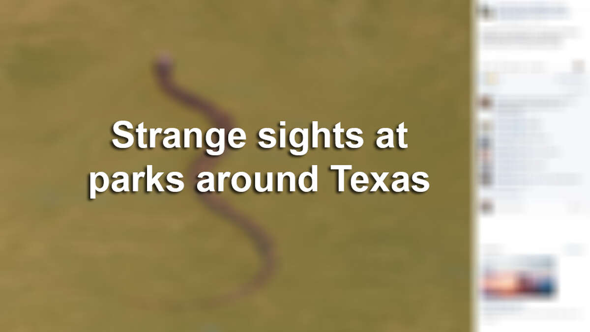 Click ahead for more strange sightings seen at Texas parks.