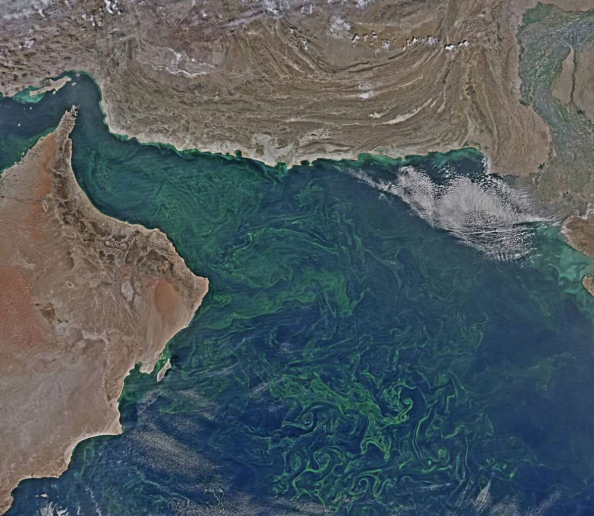 In this Feb. 14, 2015 composite image from the NASA Aqua-MODIS satellite, a mass of the algae noctiluca scintillans blooms in the Arabian Sea off the coast of Oman stretching past Pakistan to India. Scientists who study the algae say the microscopic organisms are thriving in new conditions brought about by climate change, and displacing the zooplankton that underpin the local food chain, threatening the entire marine ecosystem. (Norman Kuring/Courtesy of NASA, via AP)