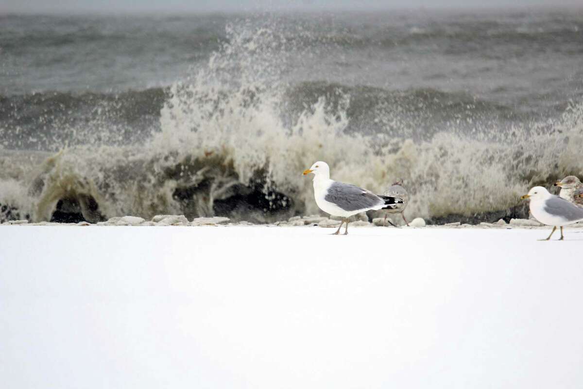 Seagulls at Southport Beach were unperturbed by the snow and the turbulent waves of Long Island Sound Tuesday.