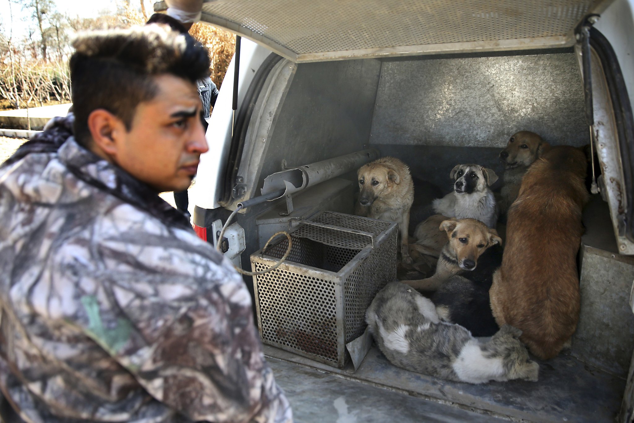 Canine Shelter Takes On Tehran Stray Dog Problem — Humanely