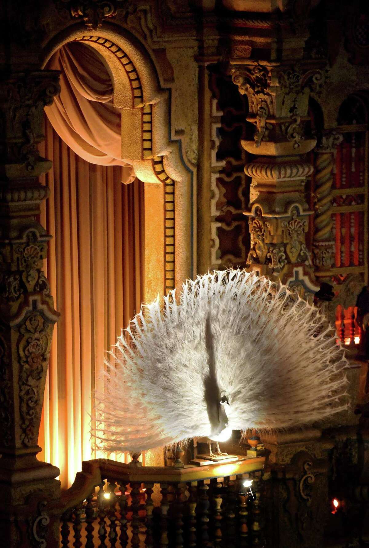 The Majestic Theatre’s white peacock draws the eye partly because of the way that it is lit.