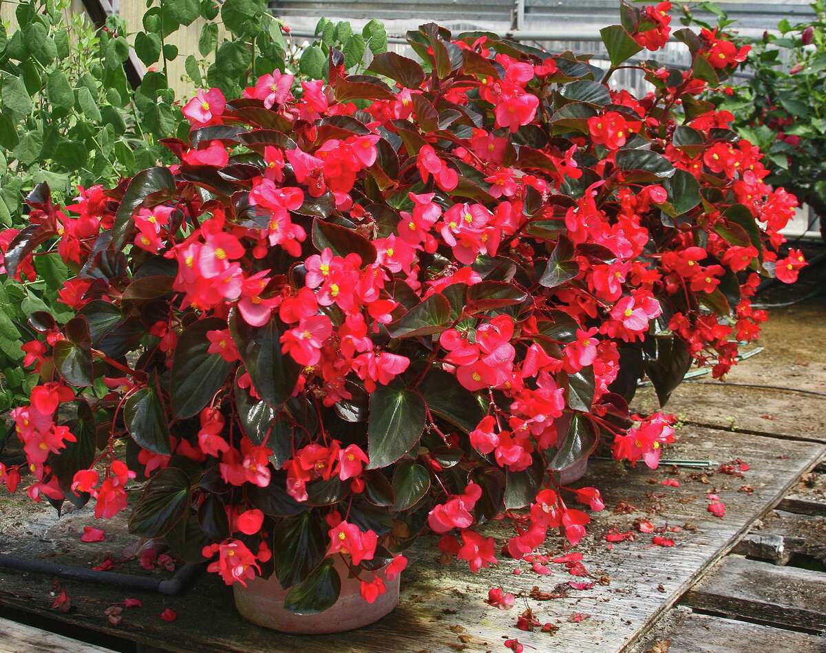 wax begonia diseases