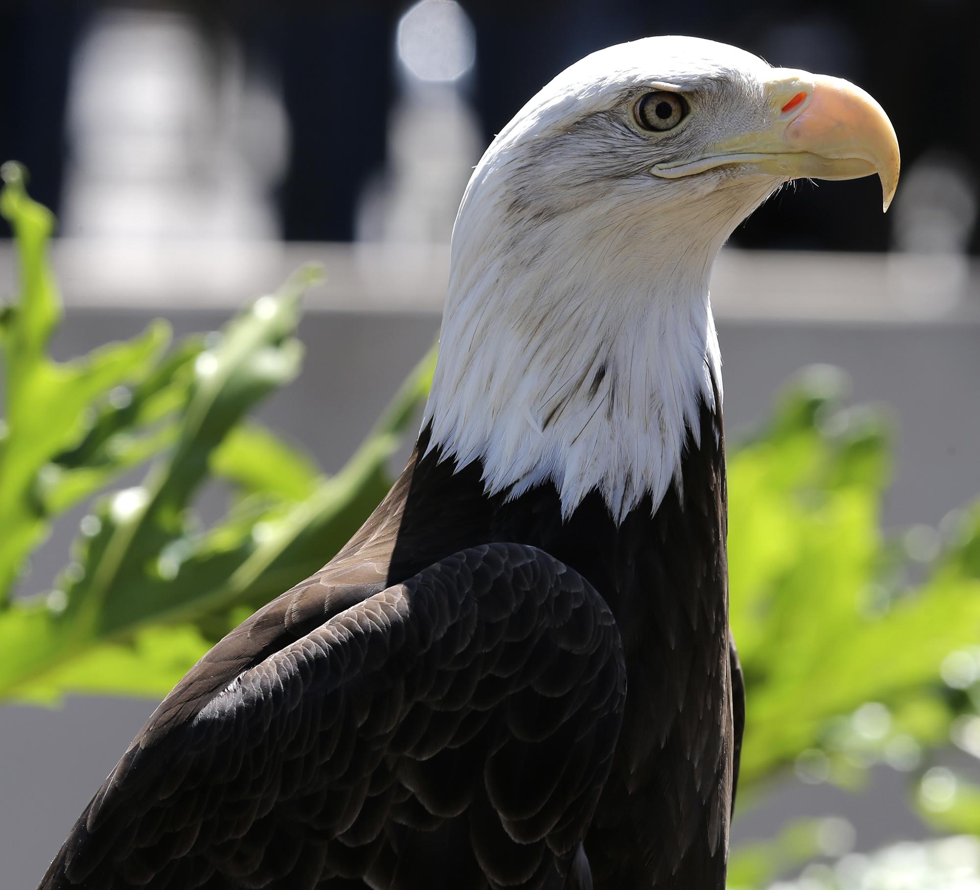 Rescued eagle makes San Antonio Zoo her new home - San Antonio Express-News