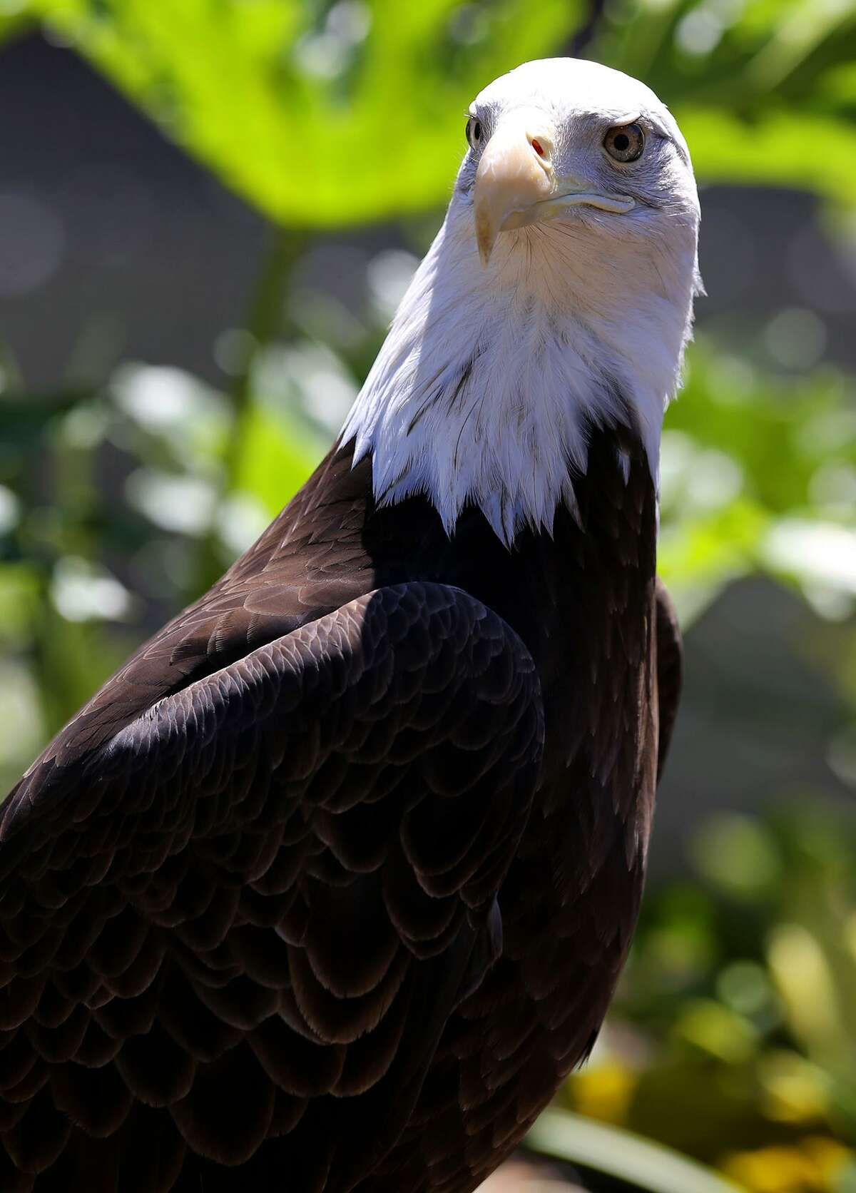 "Haley" the female American bald eagle, a new arrival at the San Antonio Zoo, sits Tuesday March 14, 2017 in her new exhibit space. Haley, who was rescued after being shot in California in 1998, has healed but her wound inhibited her ability to fly, officials said, and she can’t be safely returned to the wild.
