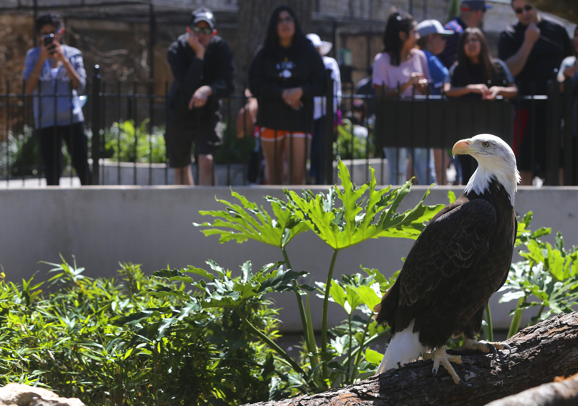 Bald eagle attracting admirers to San Antonio Zoo
