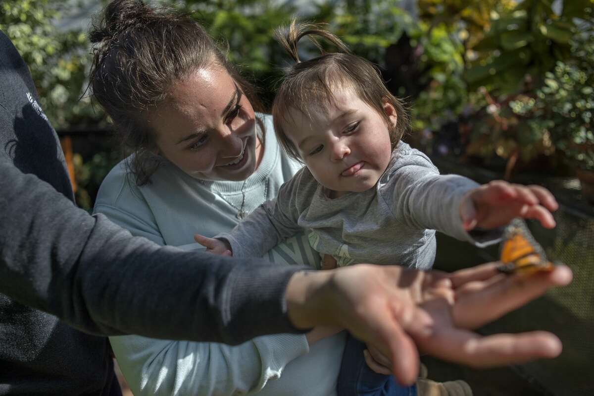 Britney Stanick of Midland holds her 17-month-old daughter Adelynn Stanick while Lucy Stanick of Petosky holds out a butterfly for Adelynn to see at Dow Gardens' conservatory Wednesday afternoon. The Butterflies in Bloom exhibit at Dow Gardens is open through April 16 from 10 a.m. to 4 p.m. Between 60-70 different species of butterflies are one display at the conservatory.