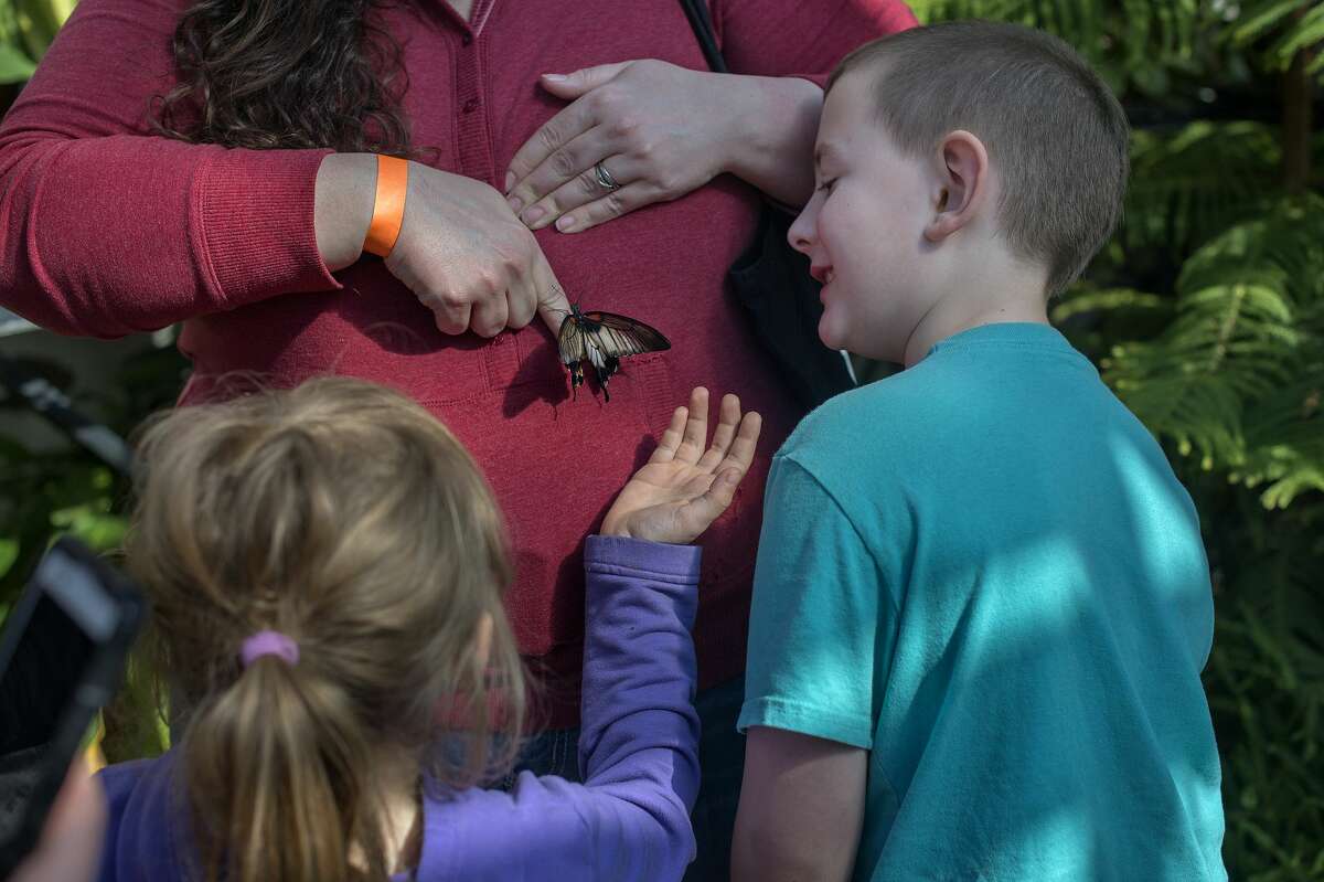 Kathleen Miller tries to get a great yellow Mormon to move onto her finger while Isabella Price, 7, and Viktor Miller, 6, all of Caro watch during a field trip to the Dow Gardens' conservatory Wednesday afternoon. The Butterflies in Bloom exhibit at Dow Gardens is open through April 16 from 10 a.m. to 4 p.m. Between 60-70 different species of butterflies are one display at the conservatory.