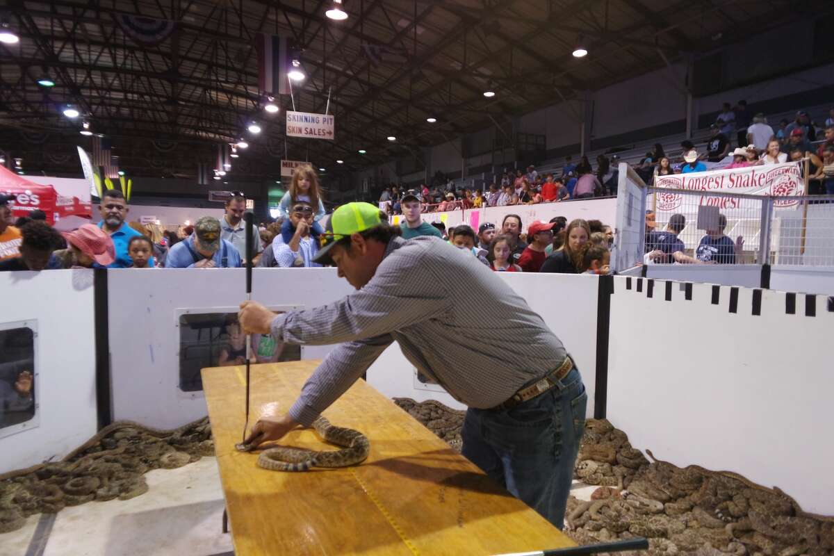 Justin Ellison, member of the Sweetwater Jaycees, measures a western diamondback in the research pit at the Rattlesnake Roundup on March 11. The measurements are sent to Texas Parks and Wildlife.