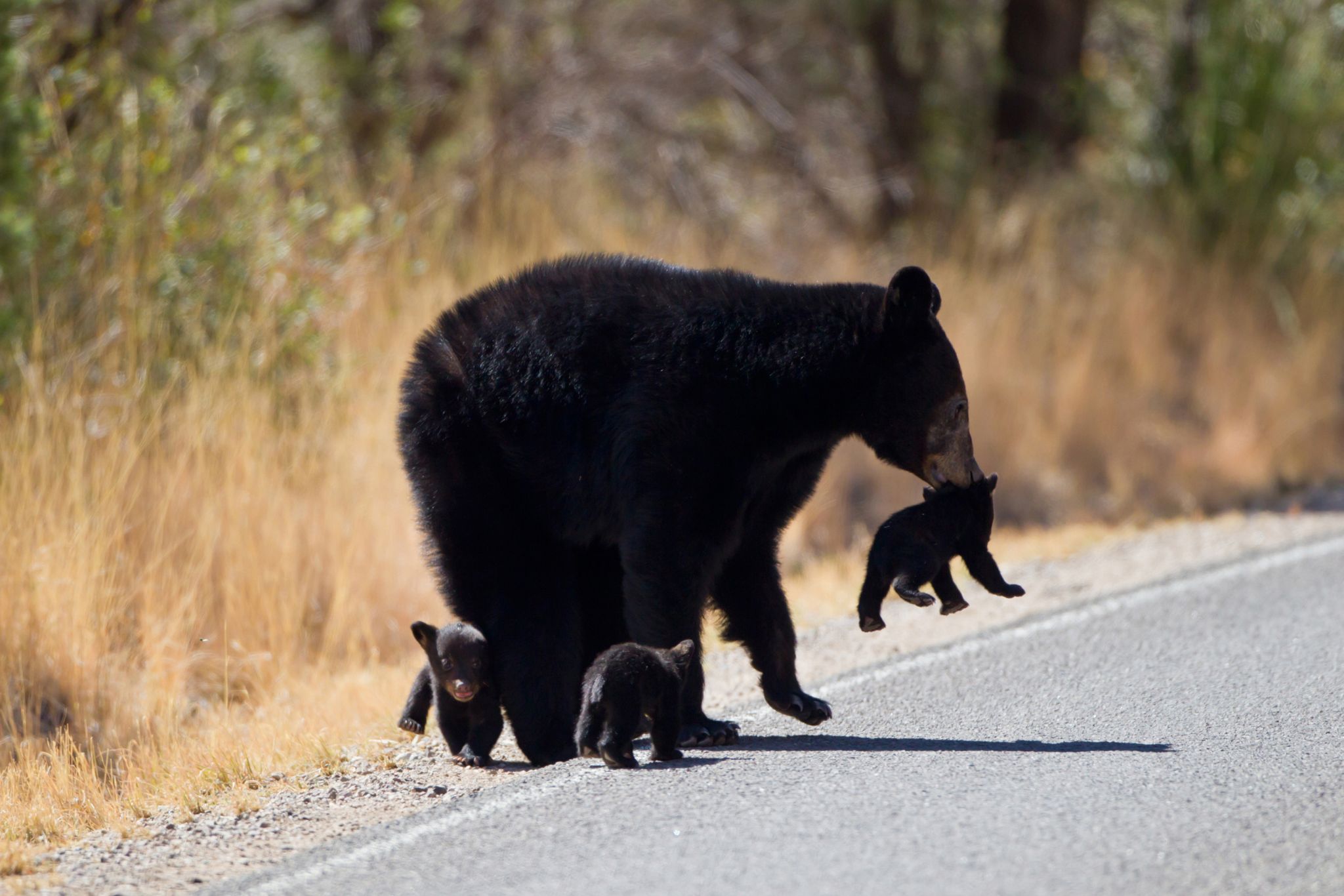 'Observe the posted speed limits': Bear cub at Big Bend National Park