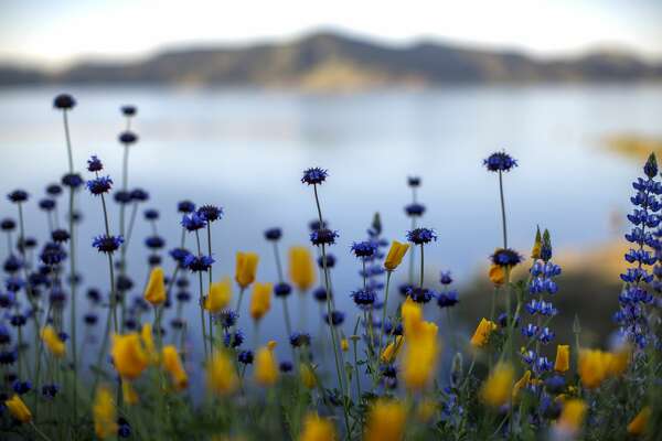 California S Weird Winter Weather Means Wildflower Season Will Be