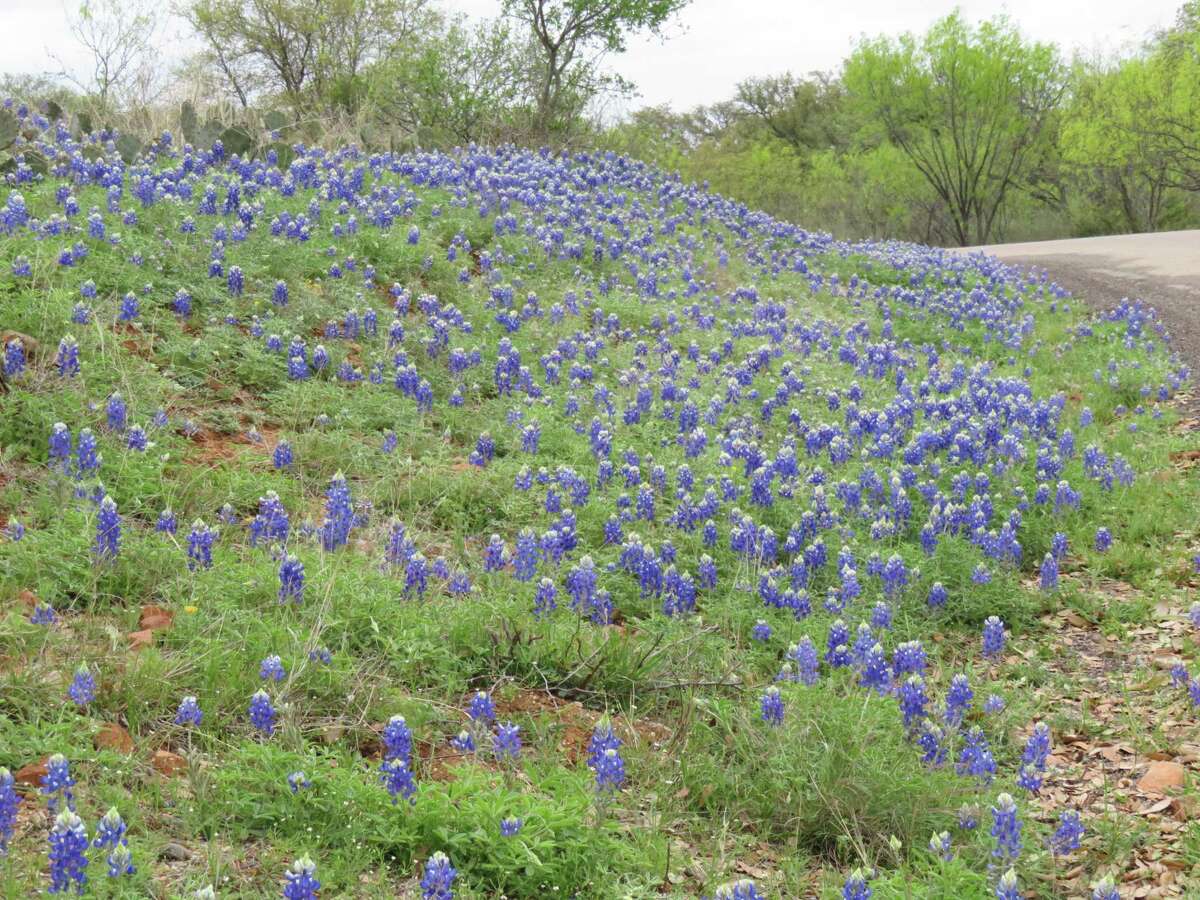 Bluebonnets Popping On Scenic Hill Country Drive