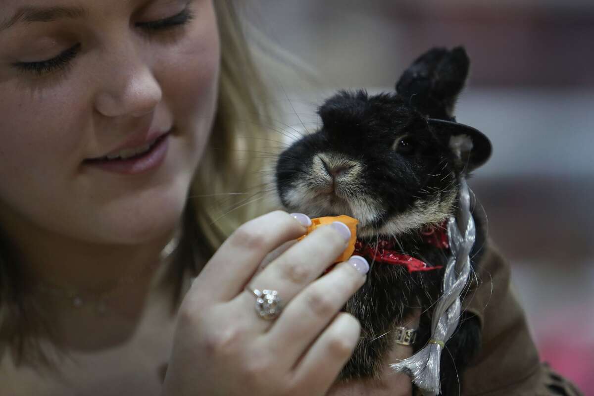 Rabbits got decked out and dressed up for RodeoHouston