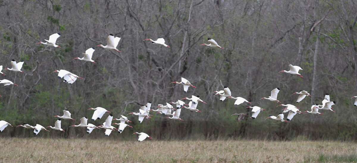 ﻿The renewed Texas Farm and Ranch Lands Conservation program﻿ has begun funding conservation projects in ﻿Columbia Bottomlands in Brazoria County, and the largest of these properties is the 3,000-acre ranch owned by brothers Wilson and Jamie Griffith.﻿