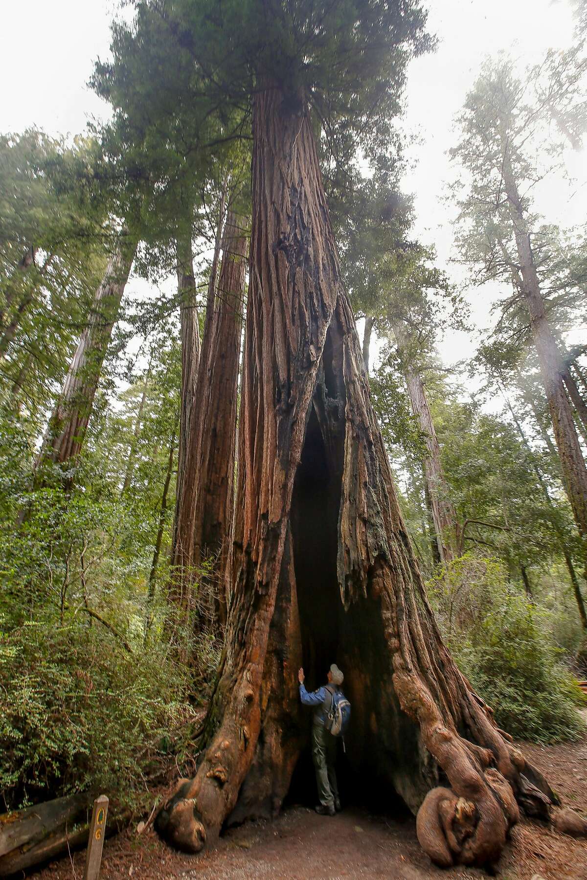Micheal Sinensky stands inside the a giant redwood tree called the Chimney Tree on Redwood trail that was hollowed out by fire in Big Basin Redwoods State Park on Sunday 19, 2017 in Boulder Creek, Calif.