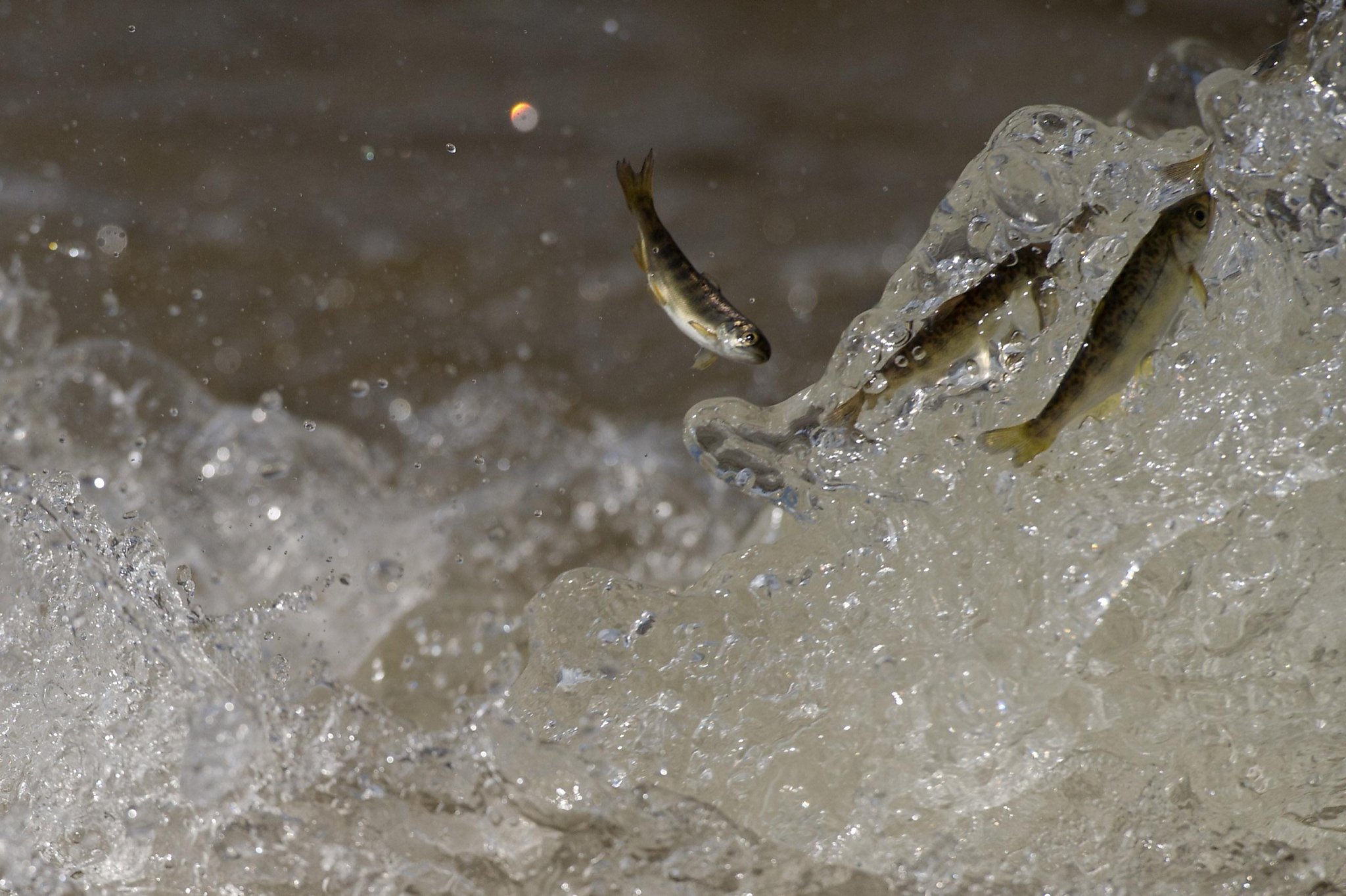 Thousands of baby salmon die in hatchery mishap