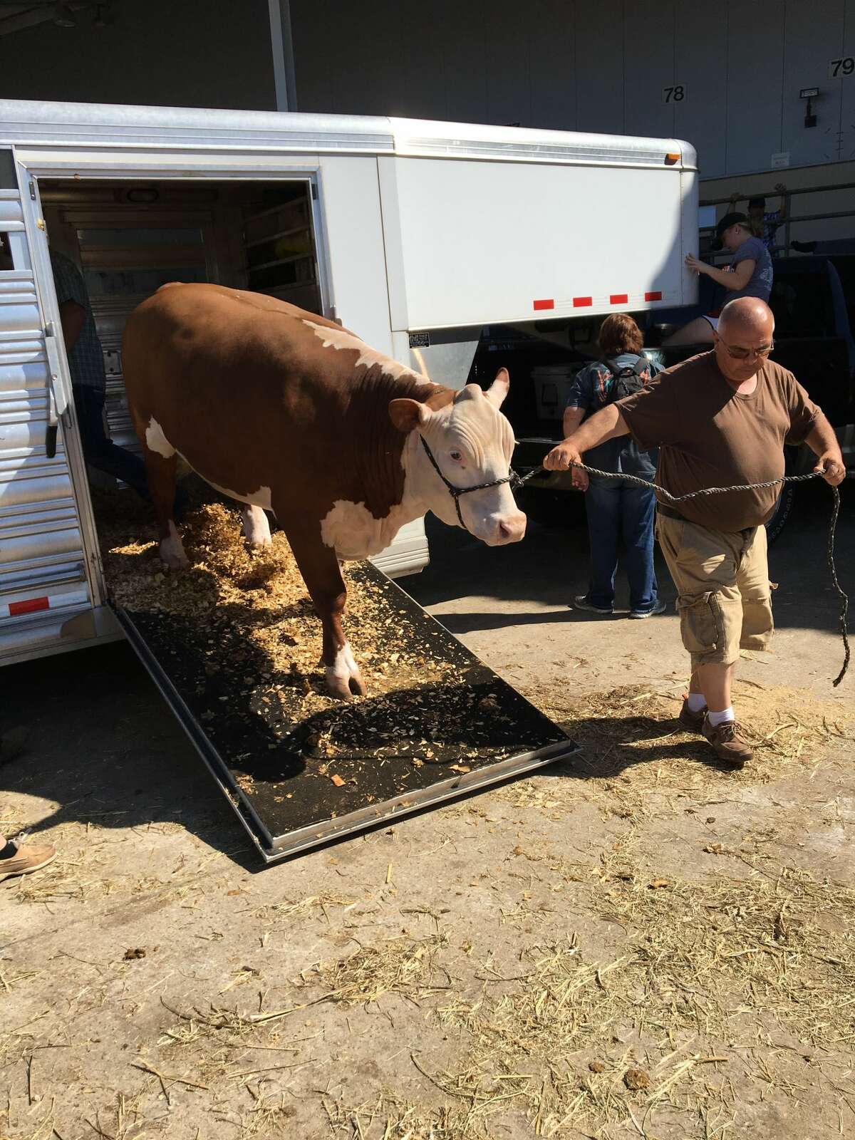 Ernie Kariainen, also with Scurry County 4-H, leads a steer out of a trailer. Keep going for a look back at the scene from the Houston Rodeo so far. 