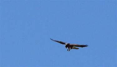 Super Swarm Heres Why Hawks Are Amassing At Calif State