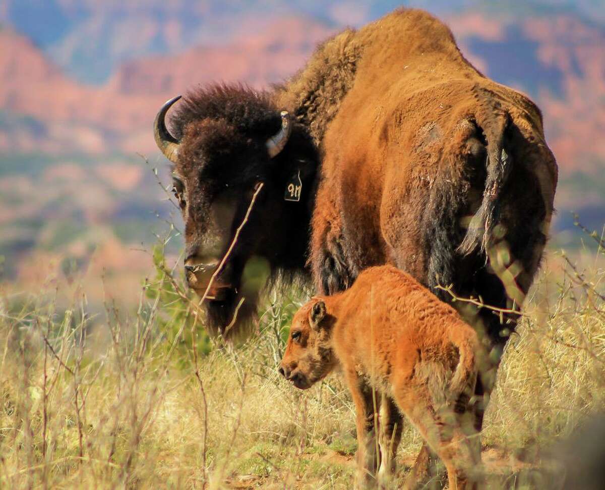 'It's like Yellowstone in Texas': State park welcomes new bison calves