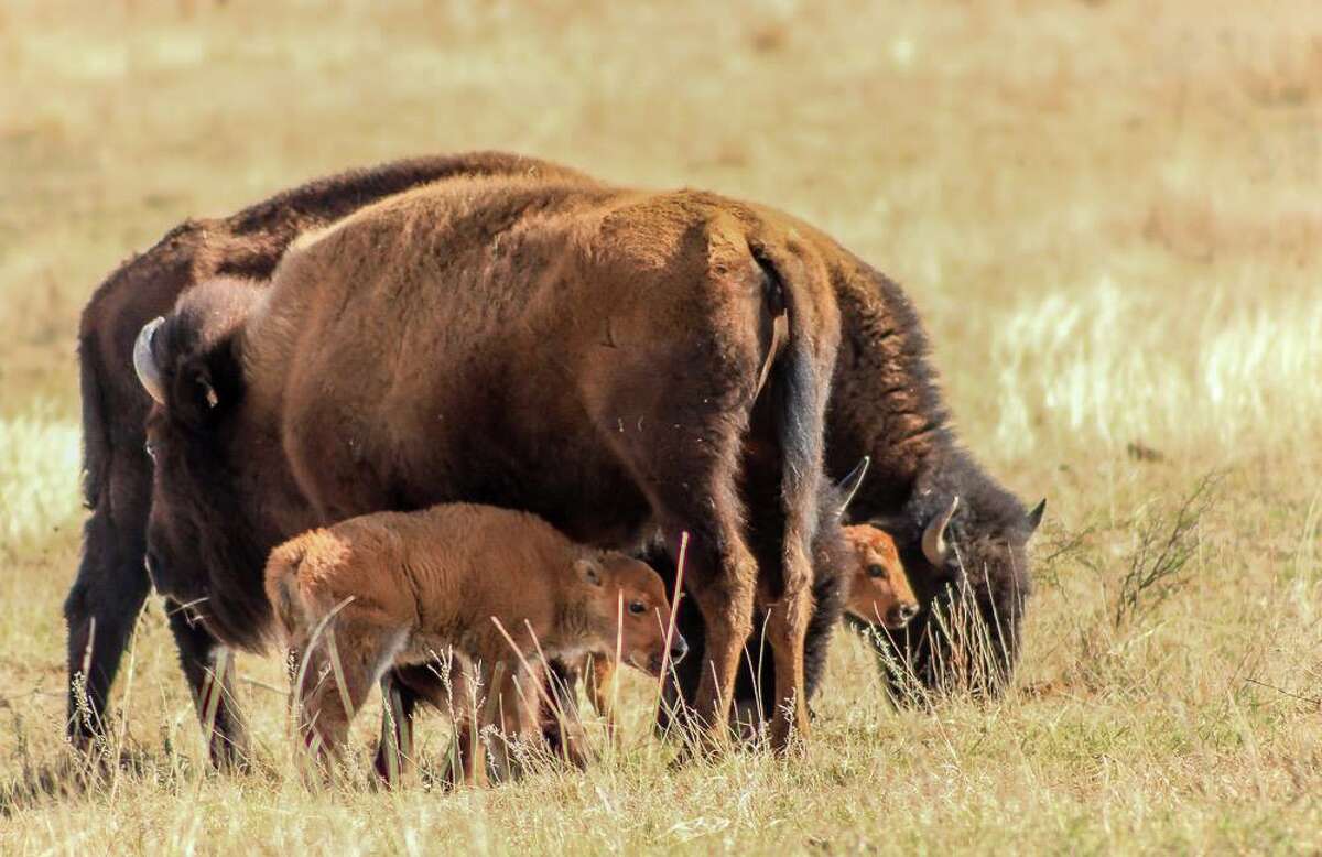At least 11 bison calves have been born this year at Caprock Canyon State Park. Park superintendent Donald Beard said the park expects to welcome 35 new calves by the end of May 2017. 