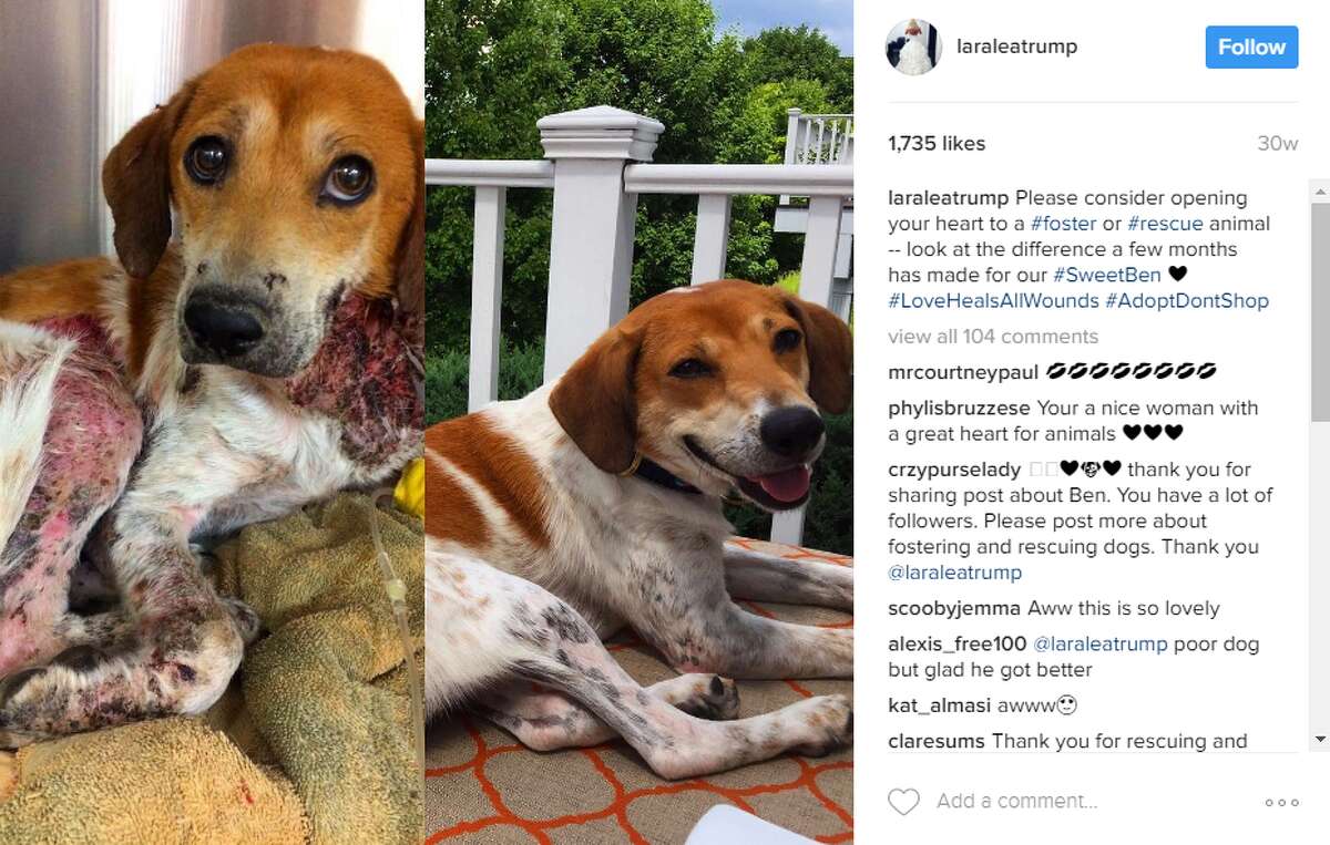 laraleatrump: Please consider opening your heart to a #foster or #rescue animal -- look at the difference a few months has made for our #SweetBen #LoveHealsAllWounds #AdoptDontShop