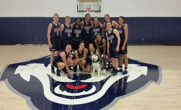 Meet Uconn S Top Dog Jonathan The Husky Houston Chronicle