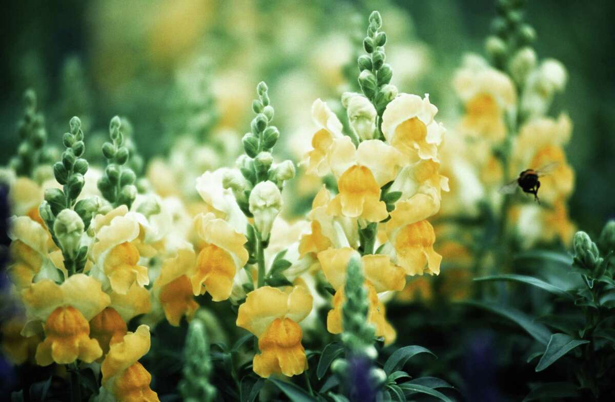 Snapdragons brighten early spring plantings.