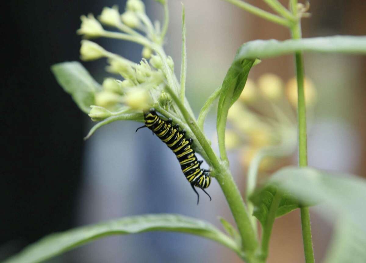 A monarch caterpillar clings to a milkweed plant in a butterfly demonstration garden near the Monarch Bay Golf Course in San Leandro. The area is a winter haven for migrating monarch butterflies.