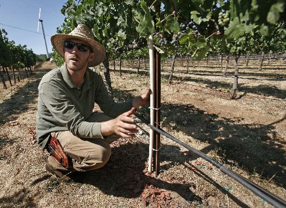 Former Stagecoach viticulturist Jason Cole (Gabrielle Shaffer is the current viticulturist) showed the new Crossbow "Eko" sensors the vineyard was testing in 2008.