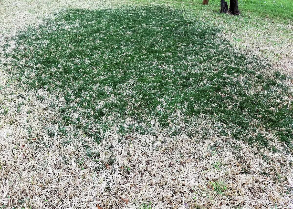 If you have monkeygrass in your St. Augustine, removing it by hand is the easiest method in the long run. Soak the area, then a day or two later dig the soil and either screen it to remove the mondograss plants or replace it with 5 or 6 inches of fresh topsoil.