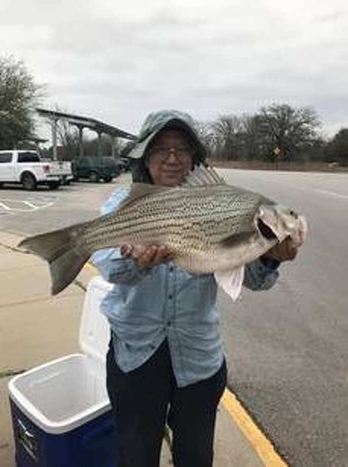 striped bass in spanish