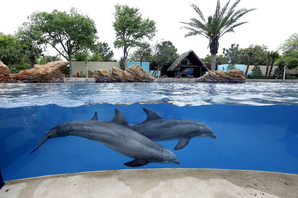 Two male dolphins swims in their enclosure on March 22, 2017 at SeaWorld San Antonio. The theme park boasts dozens of rides to go along with animal encounters and an entire water park.
