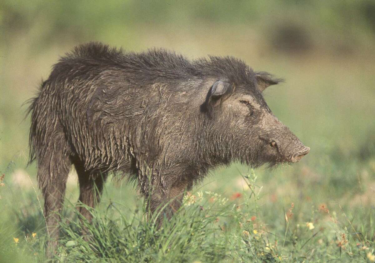 For 35,000, Texas company lets you gun down feral hogs with an M16