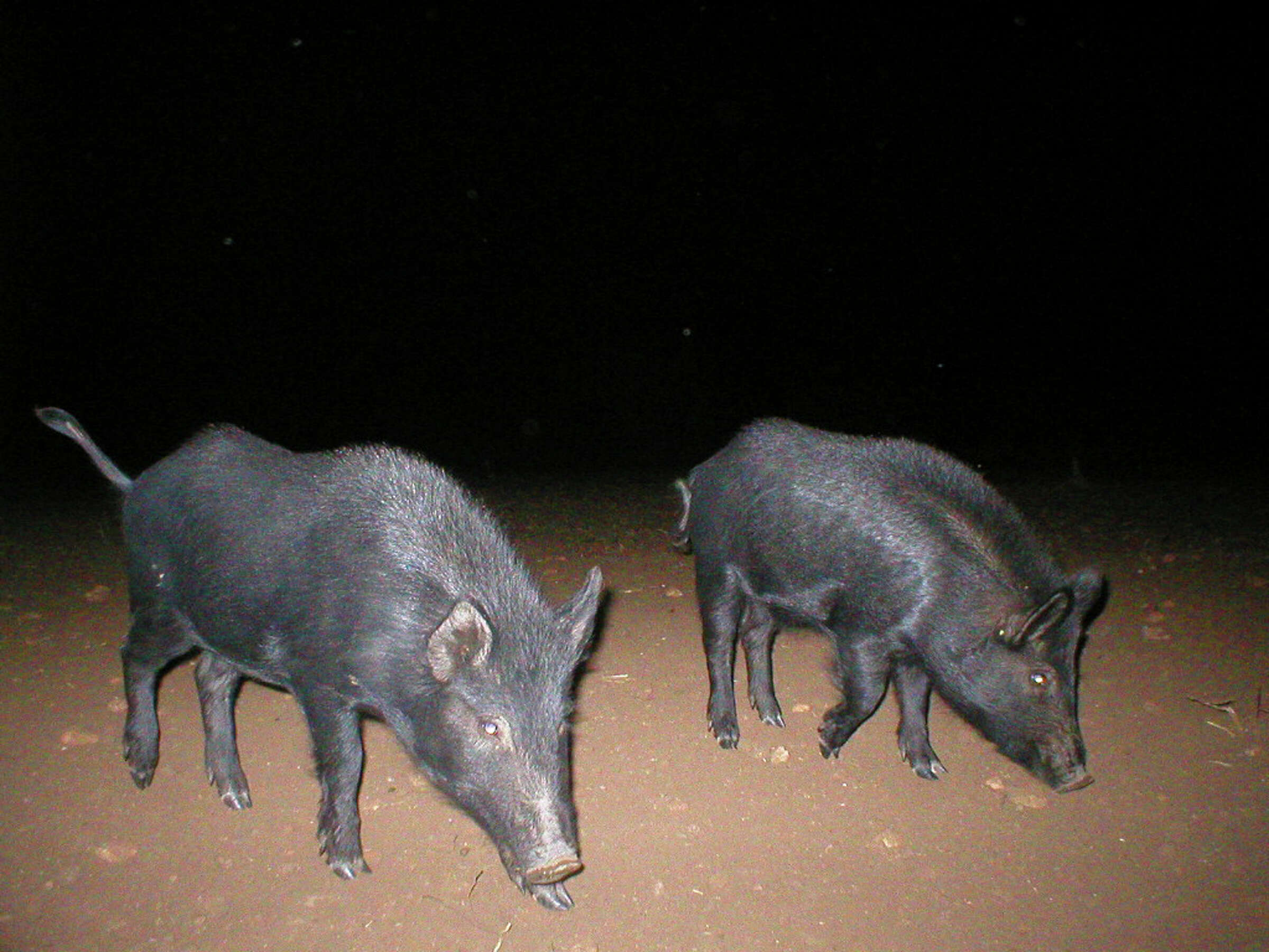 The ins and outs of feral hog hunting in Texas