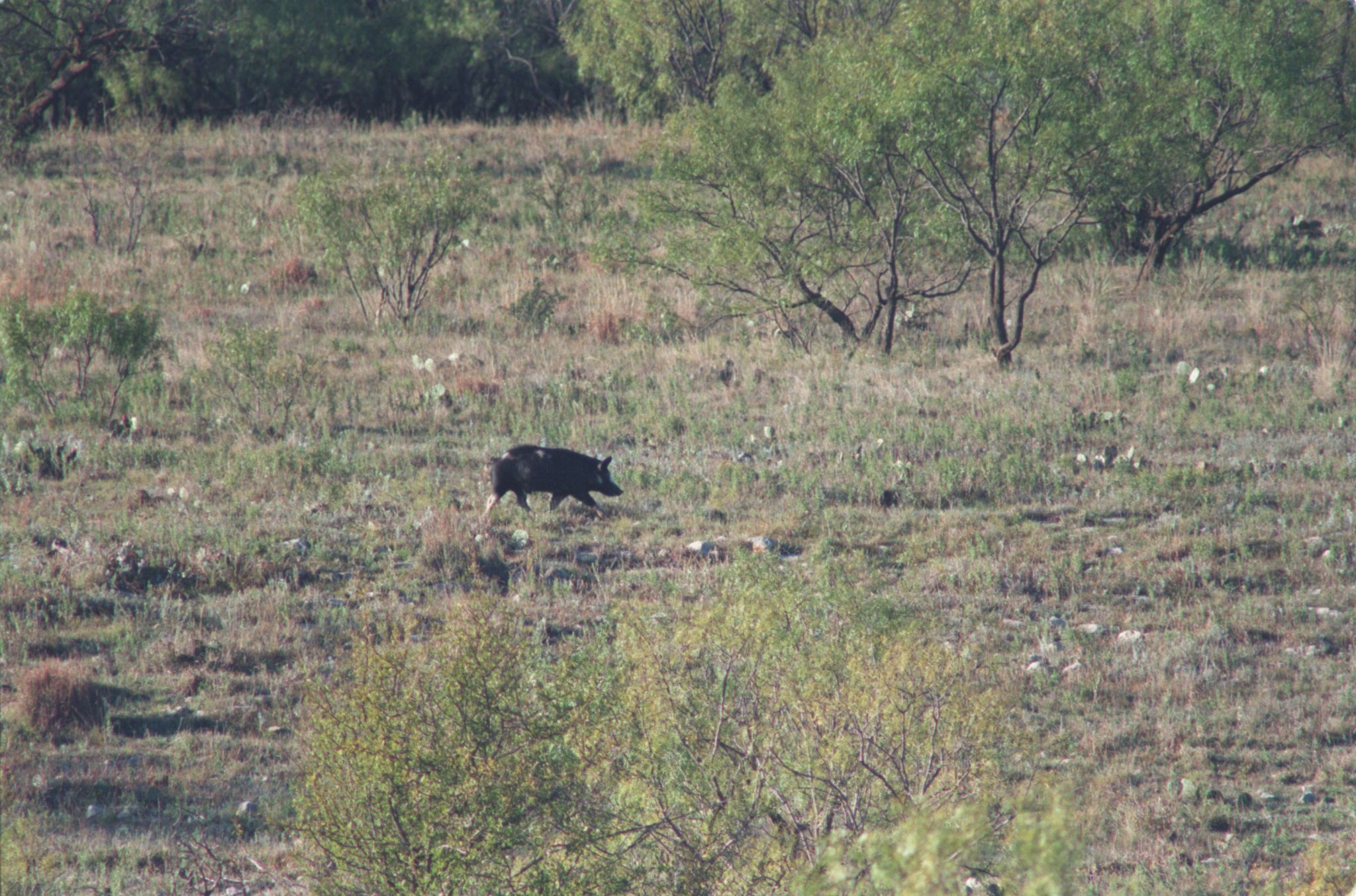 Fulshear teenager takes down nearly 400-pound feral hog