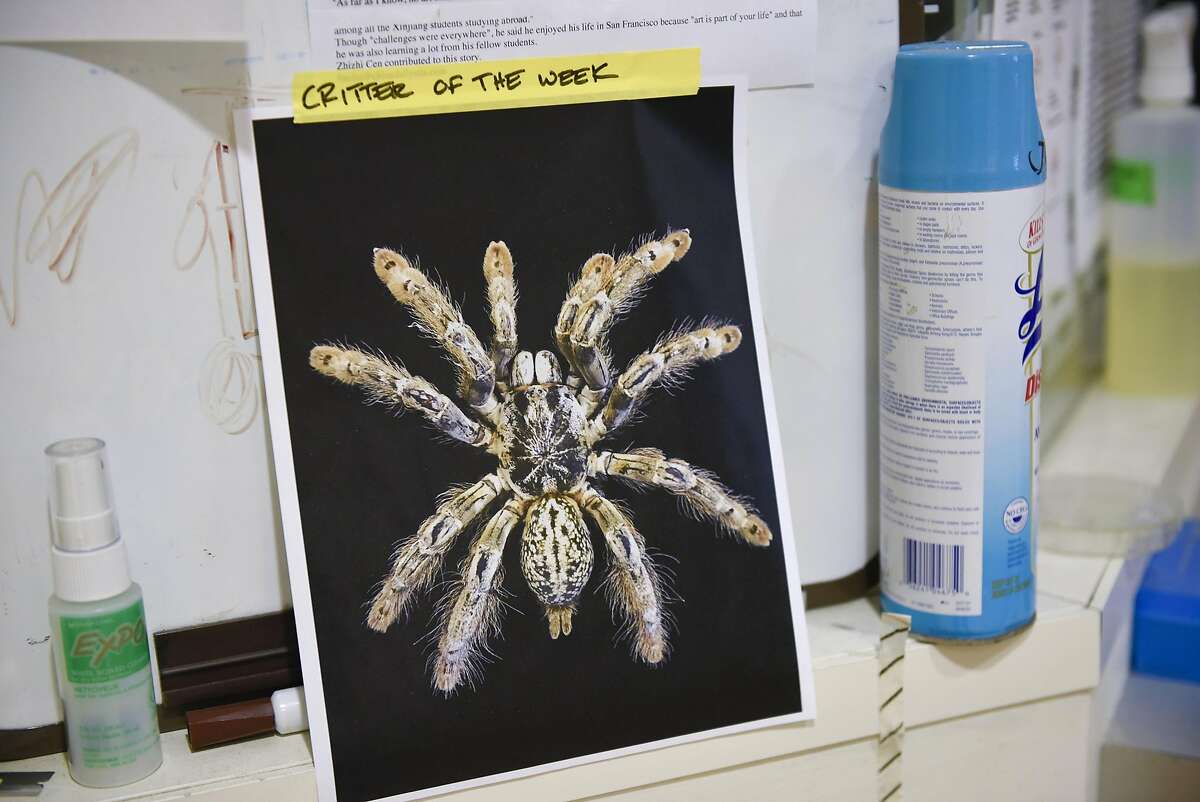 A picture of a Ornate Baboon Tarantula, who's venom was recently used for testing, hangs on the wall in the David Julius lab at UCSF in San Francisco, CA, on Friday March 24, 2017.