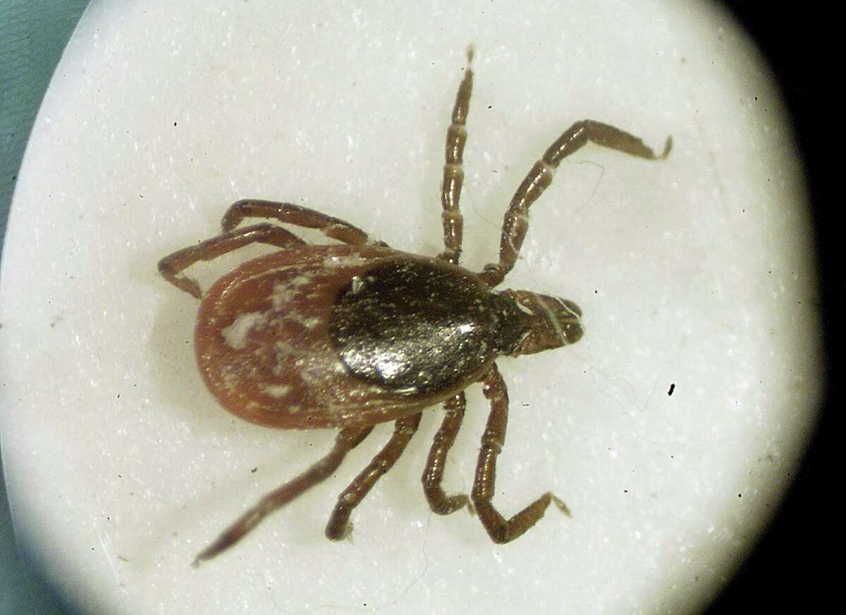The Connecticut Agricultural Experiment Station expects a high level of ticks infected with Lyme disease and other illnesses this year.
