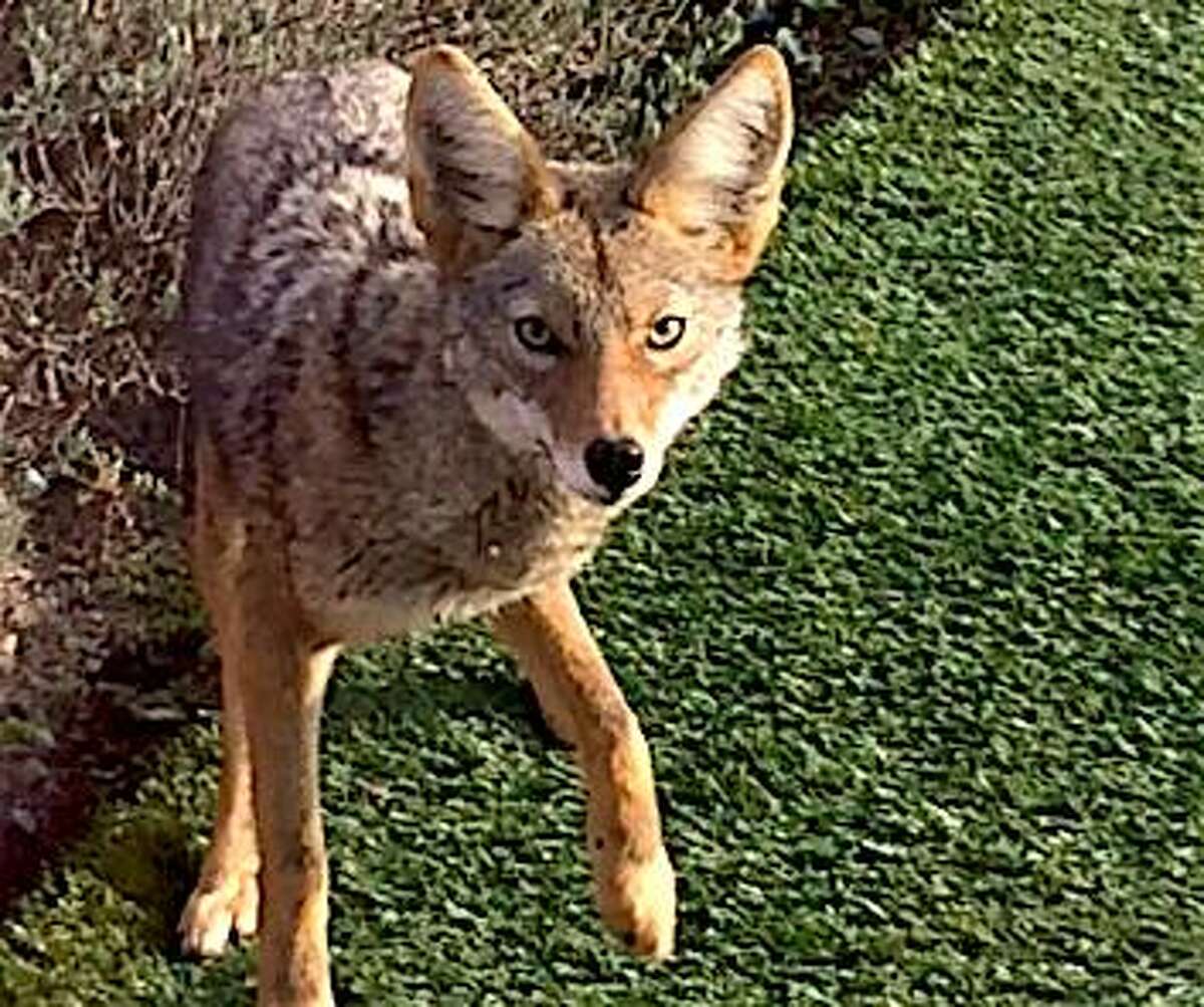 A coyote jumped into the backyard of Jean Brady of Millbrae: "He comes five to 10 times a day," she said.