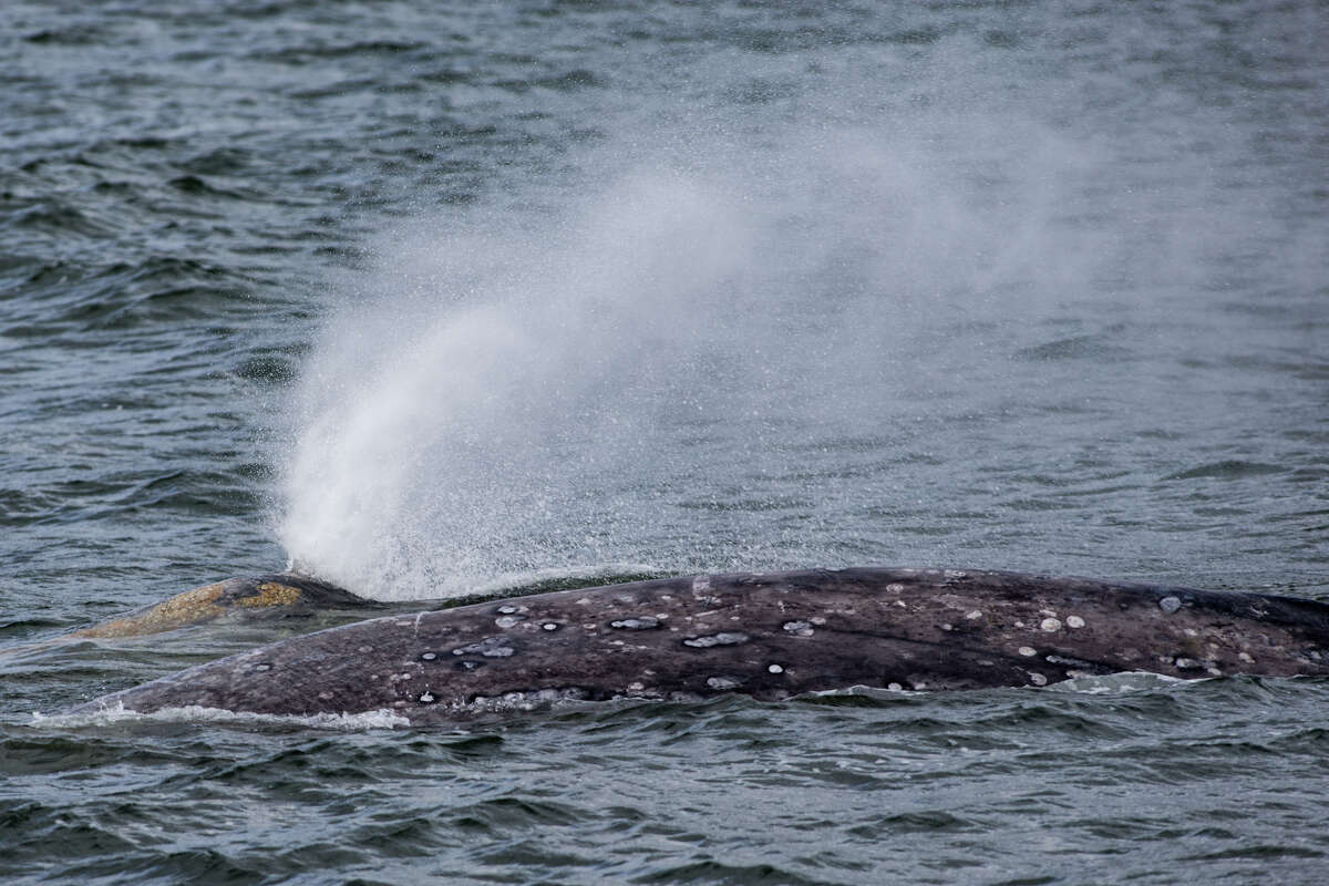 whales in puget sound