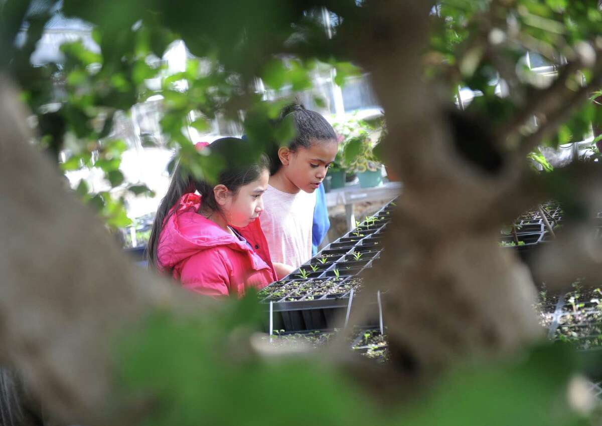 Fourth graders Camilla Marroquin , left, and Ellanna McDonald look at plants growing in the greenhouse at the Greenwich Land Trust in Greenwich, Conn. Wednesday, March 22, 2017. About 50 fourth-graders from John F. Kennedy Magnet School in Port Chester, N.Y. are parcitipating in a 10-session off-season garden club at the Land Trust, doing a variety of fun horticultural activities. In the most recent session, kids learned about maple tapping and ate maple candy, monitored lettuce they planted earlier, and released ladybugs to eat aphids on a bonsai tree in the greenhouse.