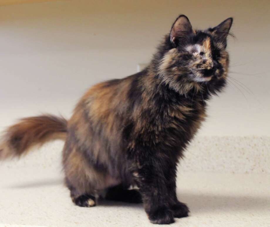 Sweet Blind Cat Needs A Good Home Newstimes