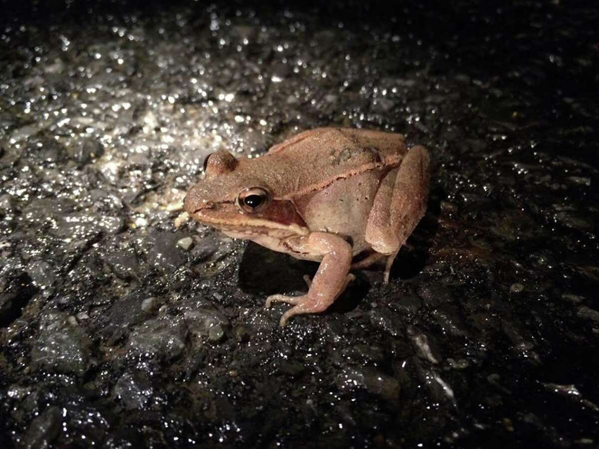 Proposed NY state amphibian can hold in pee all winter to survive